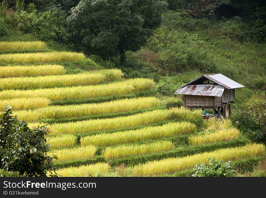 Stair steps rice fields