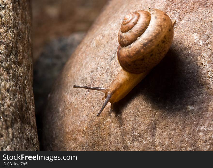 Little snail is crawling by the stone. Little snail is crawling by the stone