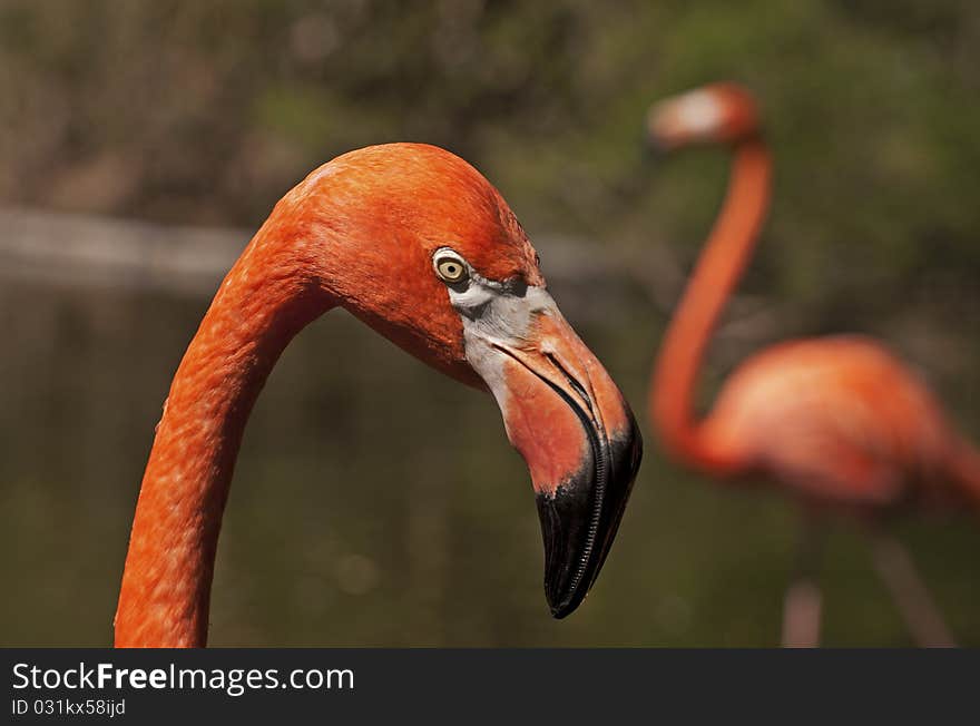 Head of a pink flamingo