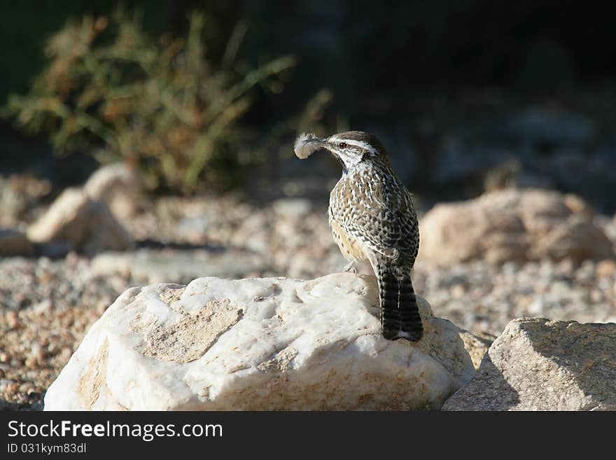 Cactus Wren With Feather