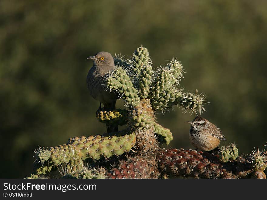 Curve-billed Thrasher and Cactus Wren