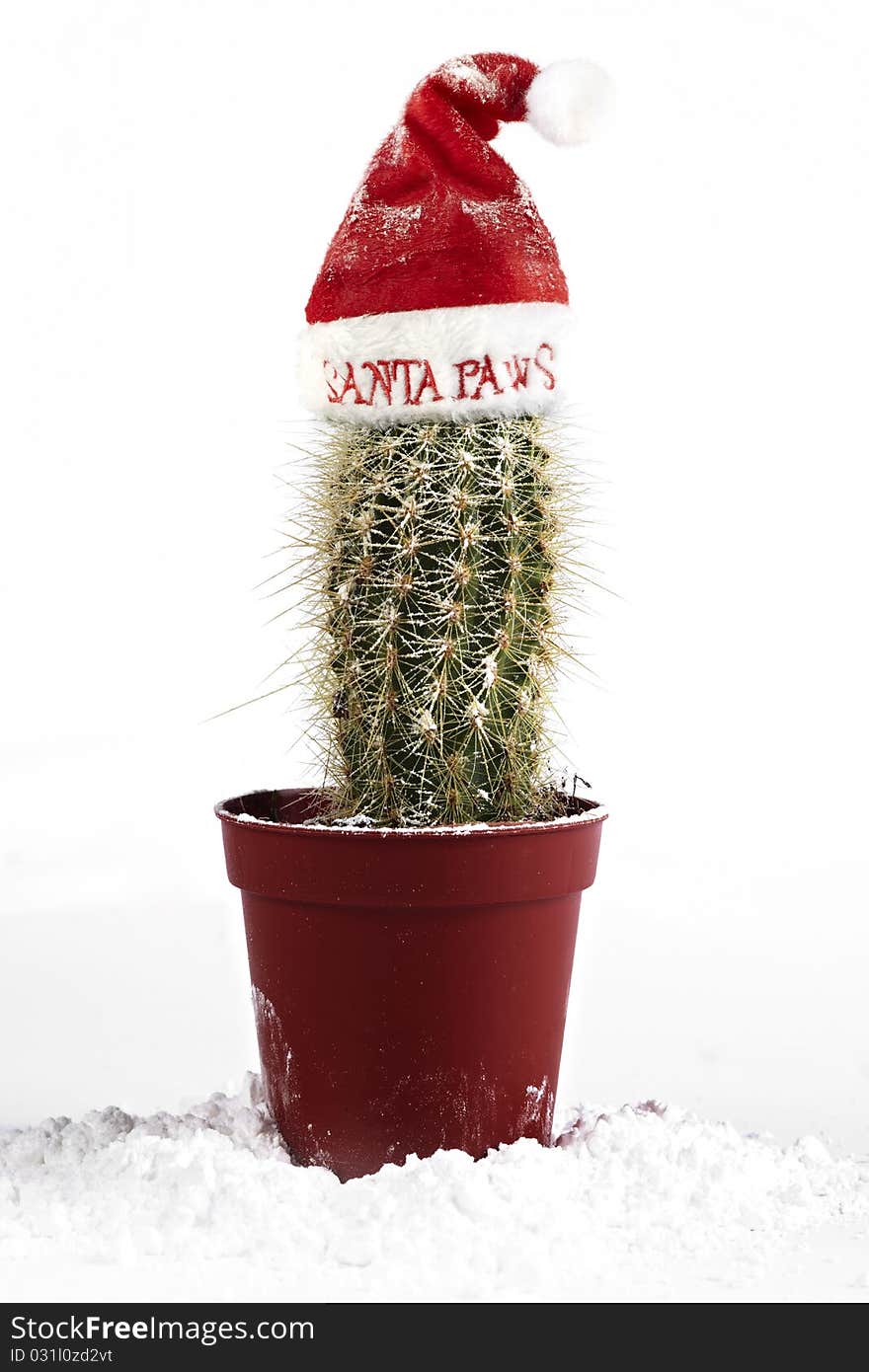 Cactus Santa