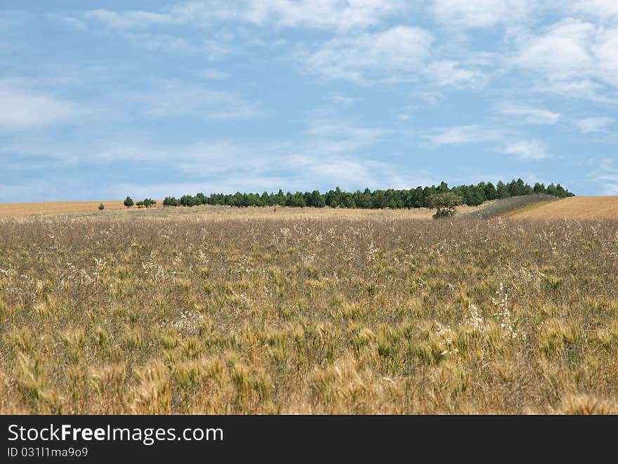 A plantation of trees on the horizon. A plantation of trees on the horizon