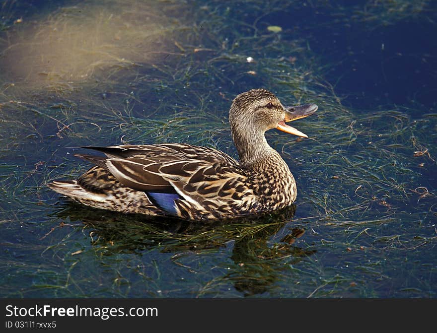 Female Mallard quacking