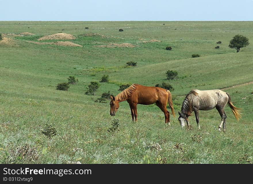 Horses