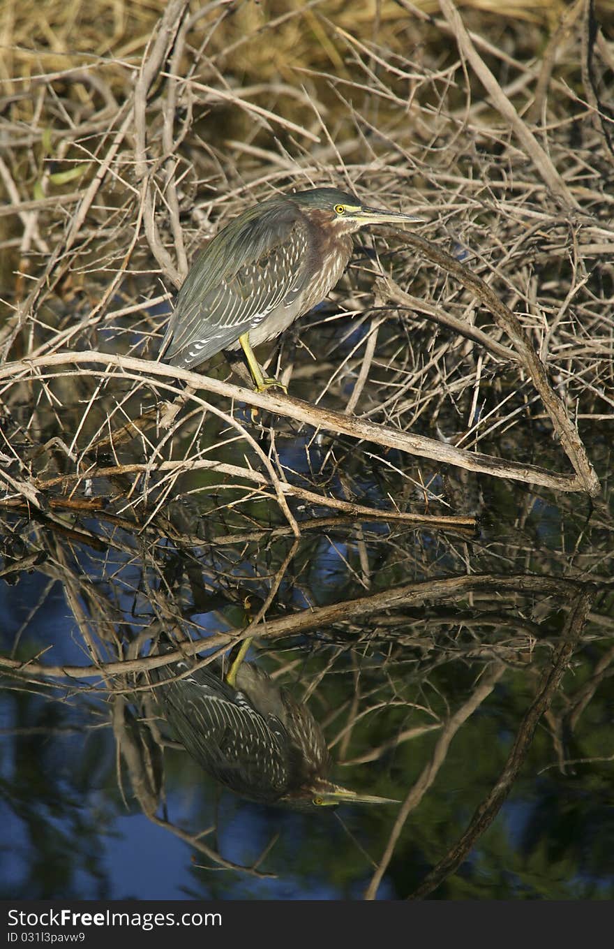 Green Heron (Butorides vierscens) perched while on the hunt. Green Heron (Butorides vierscens) perched while on the hunt