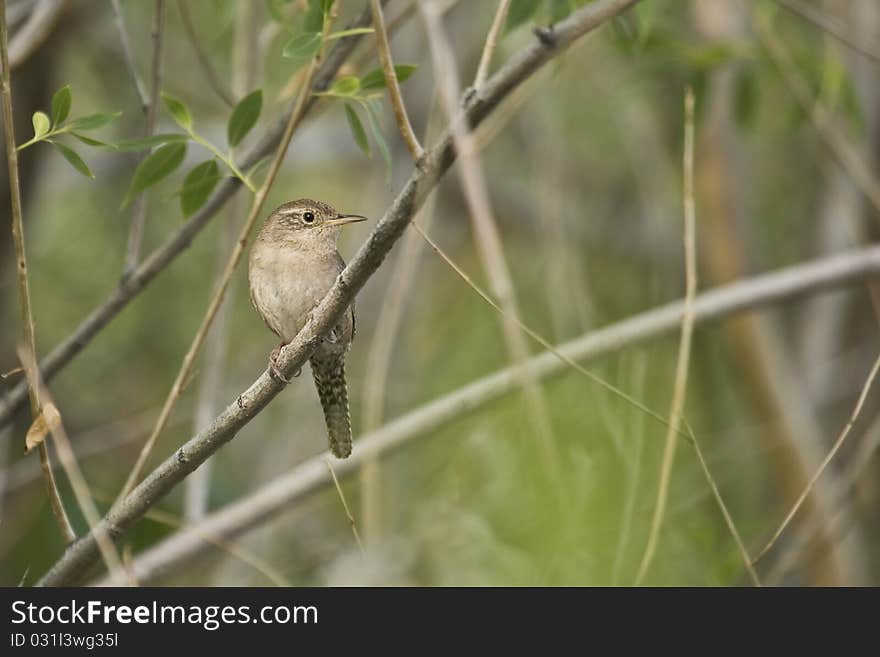 House Wren