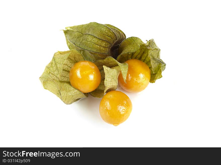 Physalis