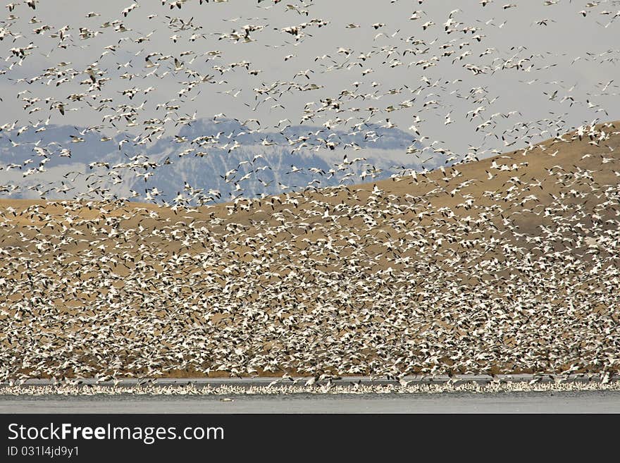 Migrating Snow Geese (Chen caerulescens)