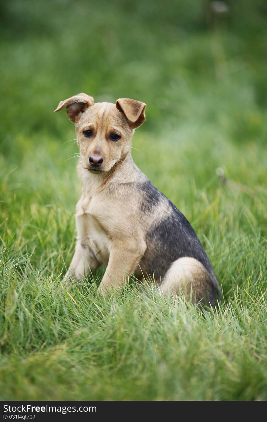 Cute puppy against green grass background.