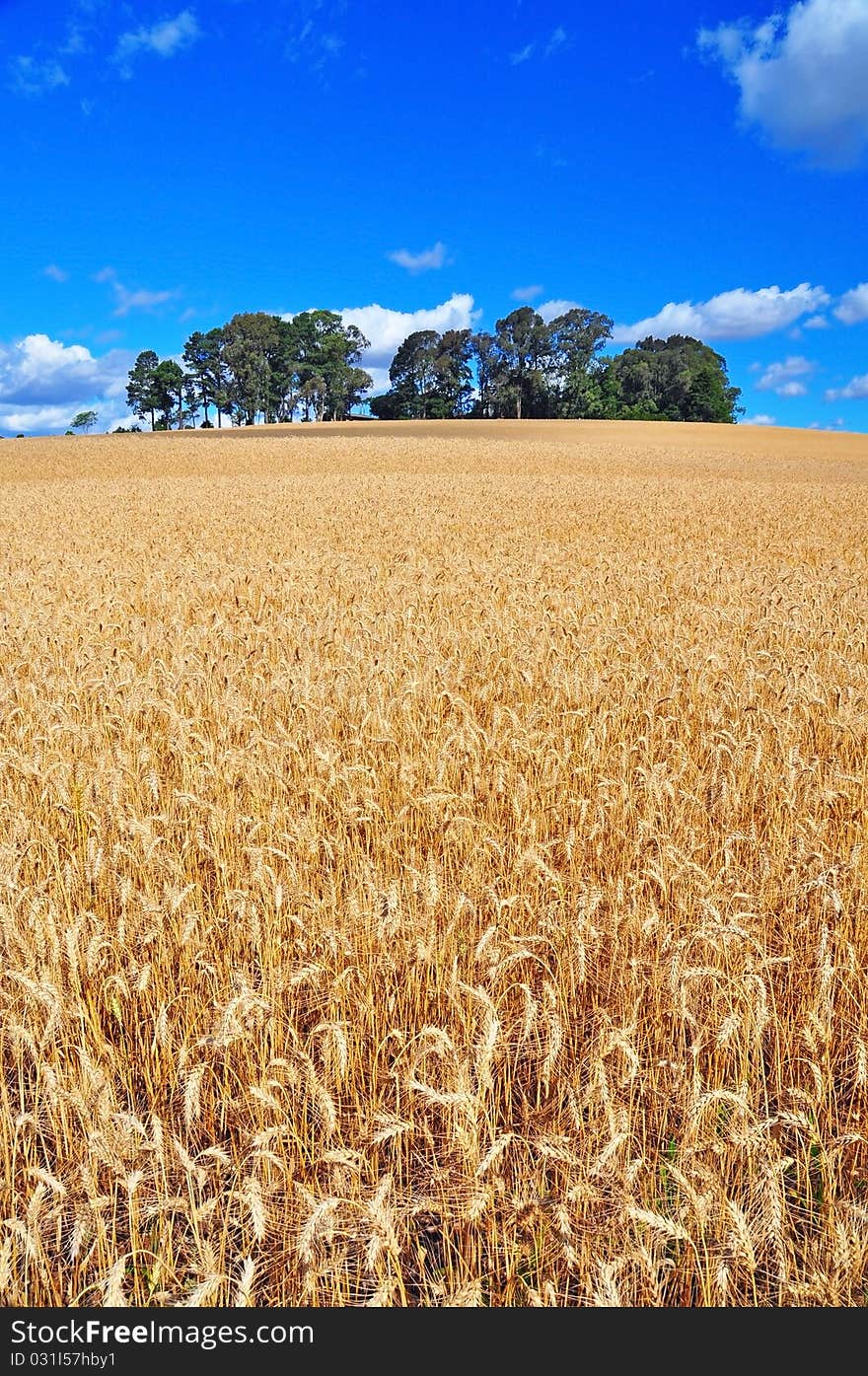 Golden wheat and blue sky. Golden wheat and blue sky.