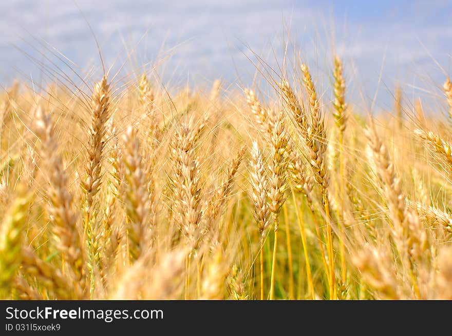 Golden wheat ears and blue sky. Golden wheat ears and blue sky.