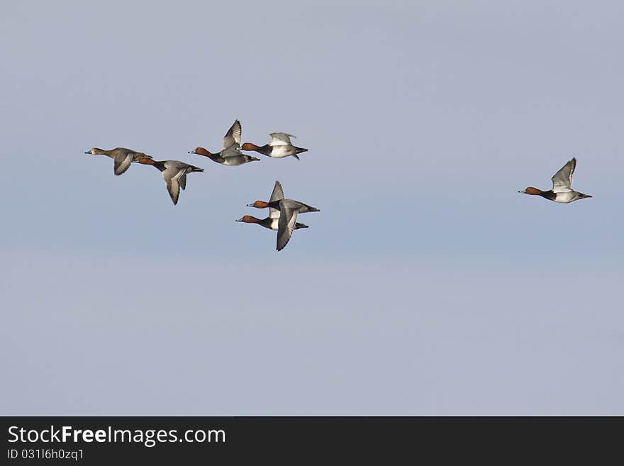 Redhead Duck (Aythya americana) catching up with the flock in their way north for the summer. Redhead Duck (Aythya americana) catching up with the flock in their way north for the summer