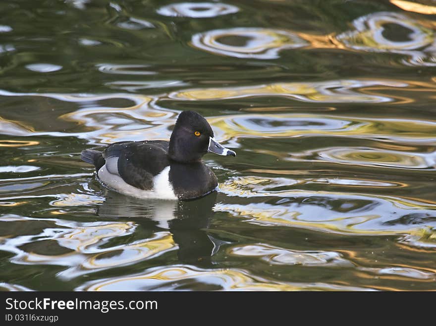 Ring-necked Duck At Sunset