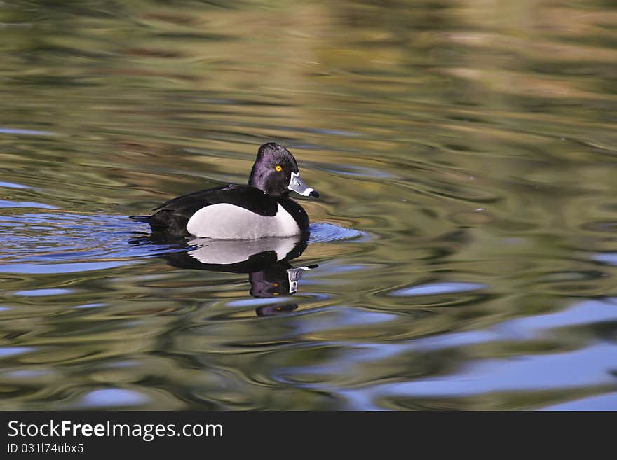 Ring-necked Duck