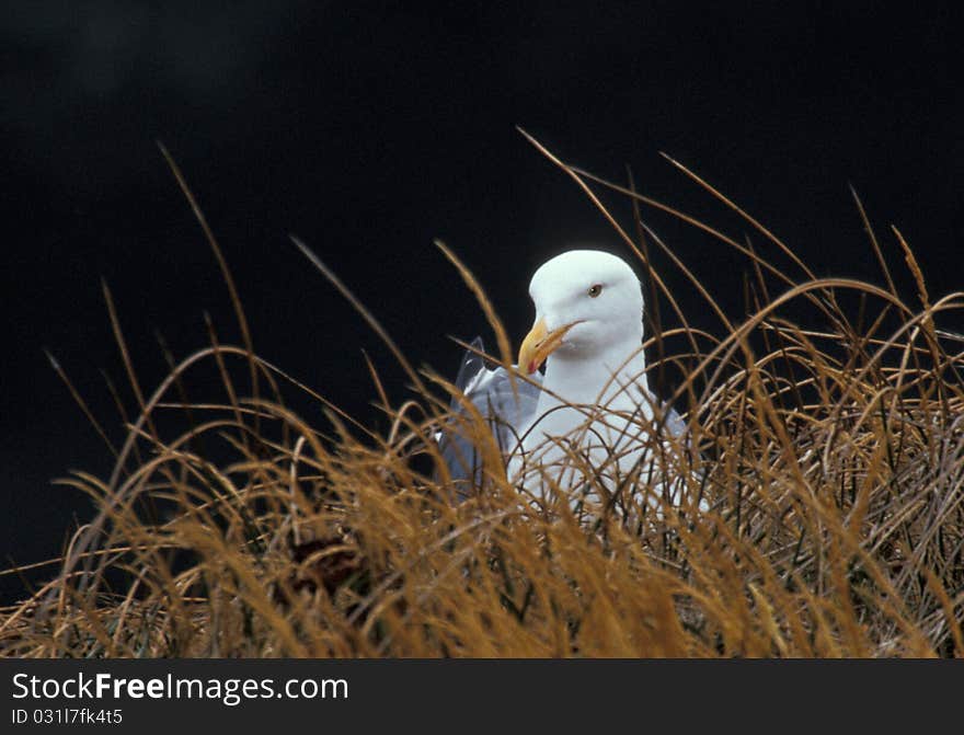 Western Gull (Larus occidentalis) takes a break