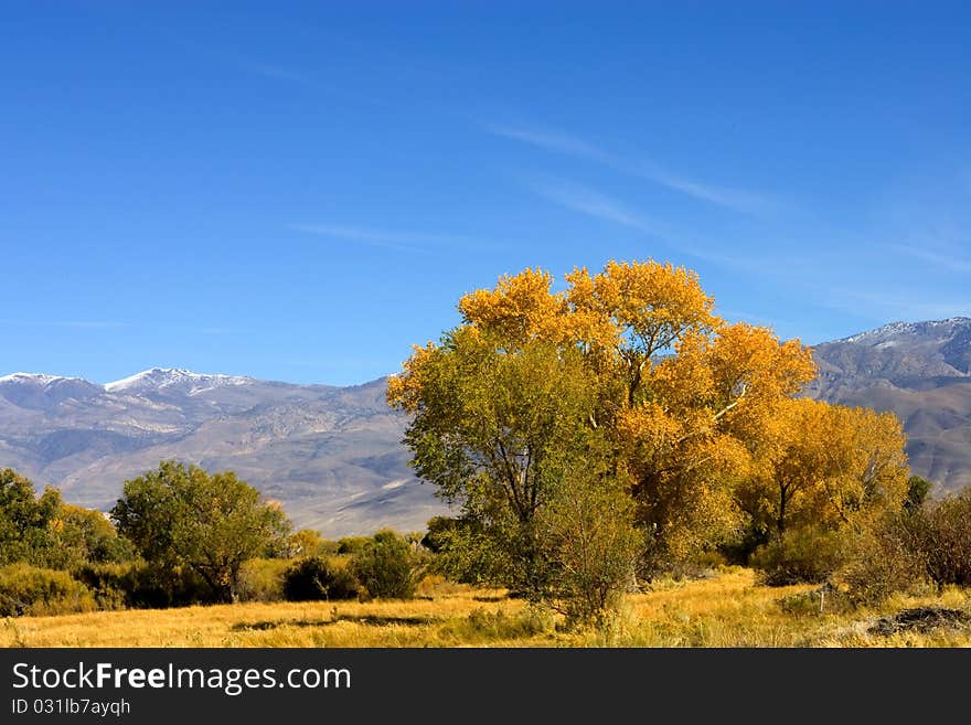 Fall Colors In The Easter Sierra