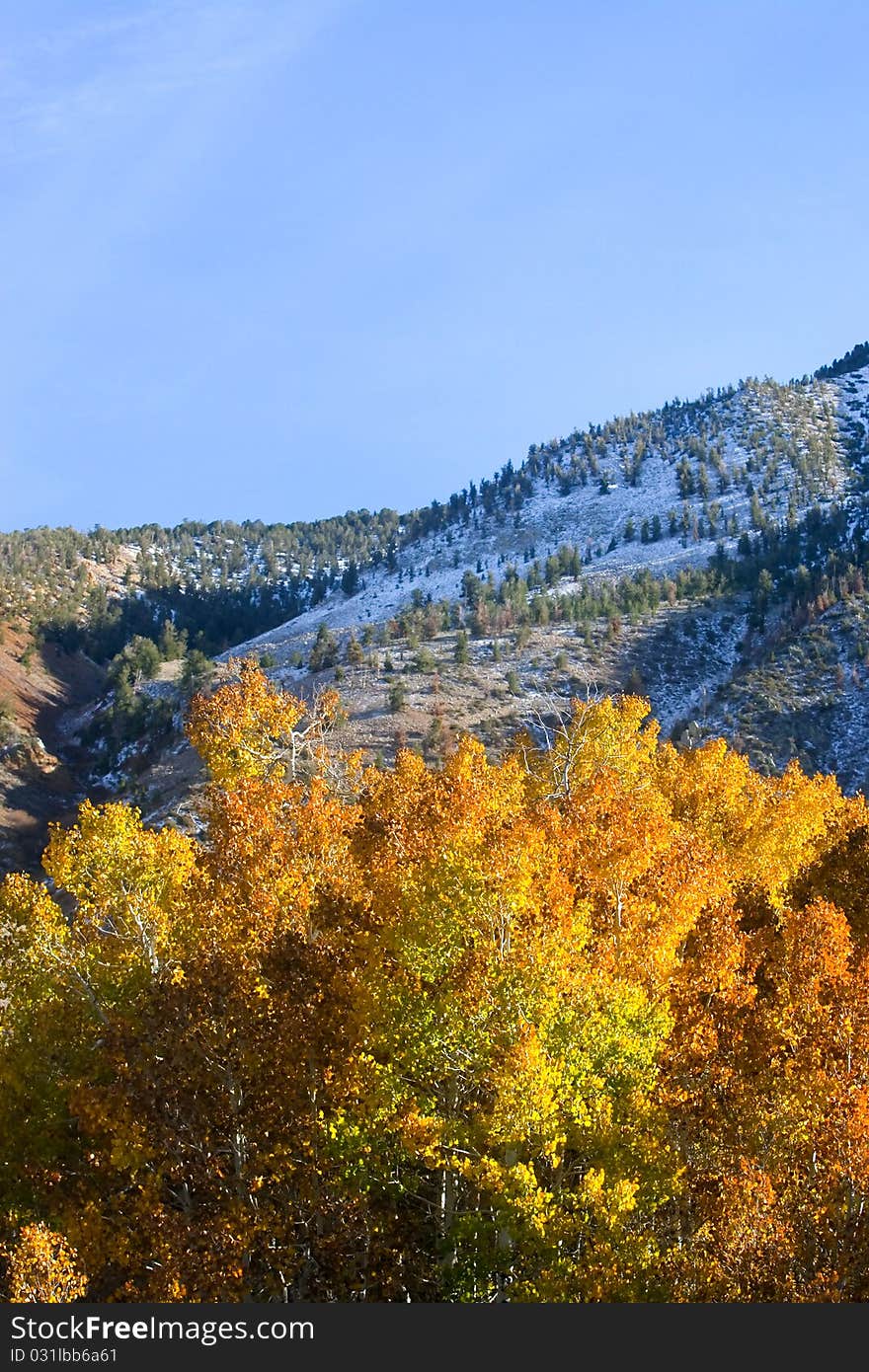 Fall colors in the Easter Sierra with distant mountains