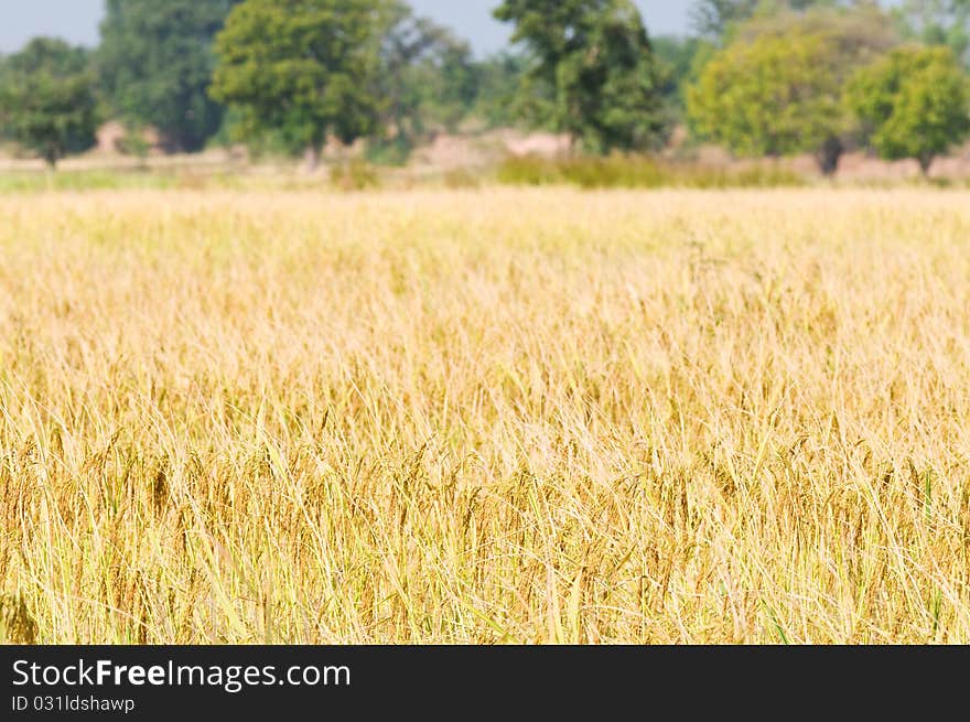 Mature rice field in Thailand ready for harvesting. Shallow depth of field with the nearest part of the field in focus. Mature rice field in Thailand ready for harvesting. Shallow depth of field with the nearest part of the field in focus.