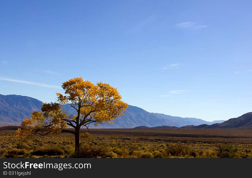 Lonely Tree In The Sierra