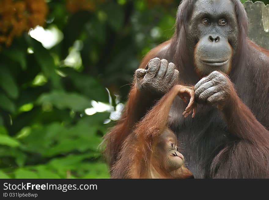 Orangutan, Mother And Child