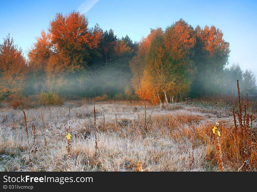 Hoar frost at dawn on the edge of the forest. Hoar frost at dawn on the edge of the forest