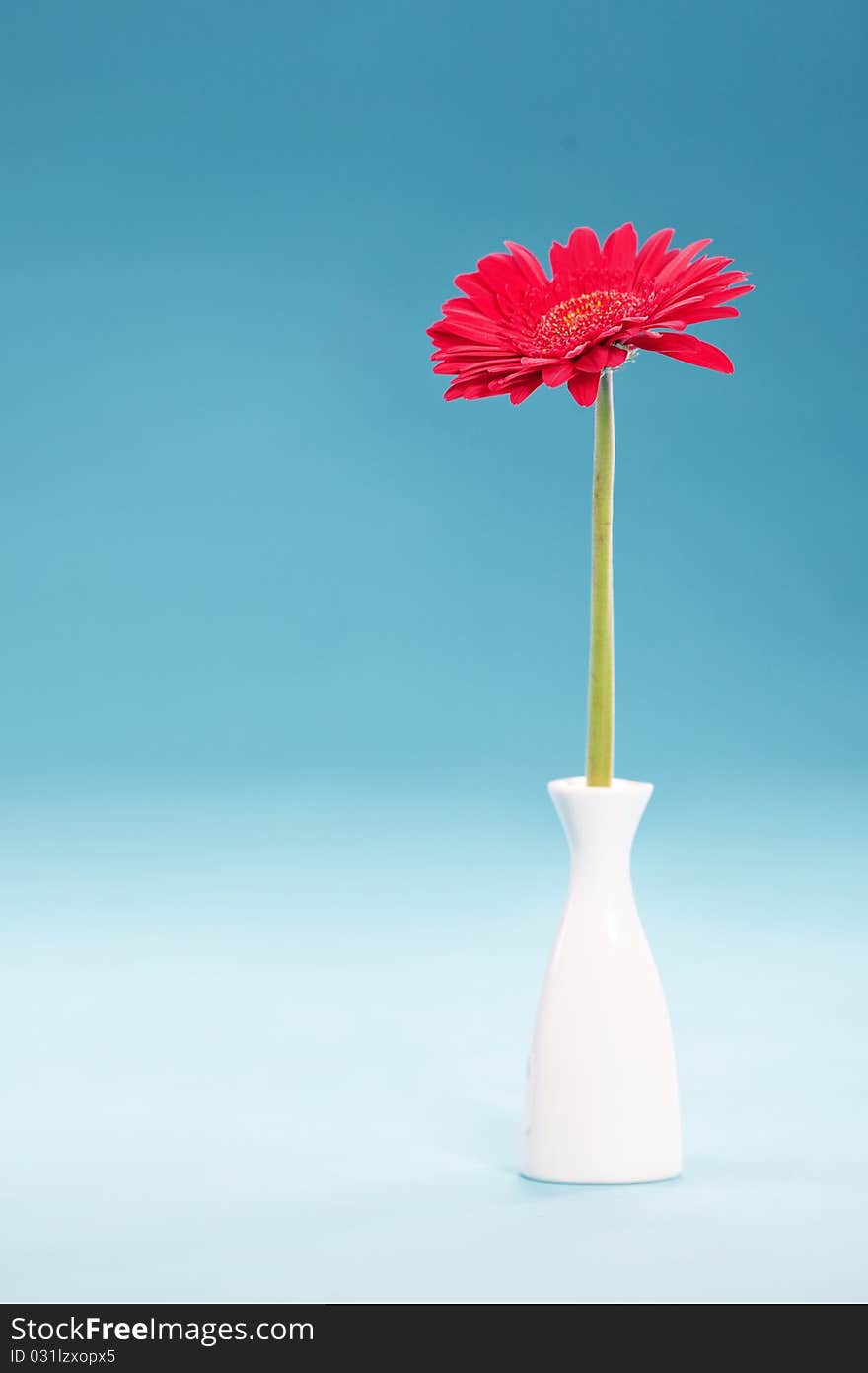 Red gerbera in vase isolated over blue. Red gerbera in vase isolated over blue