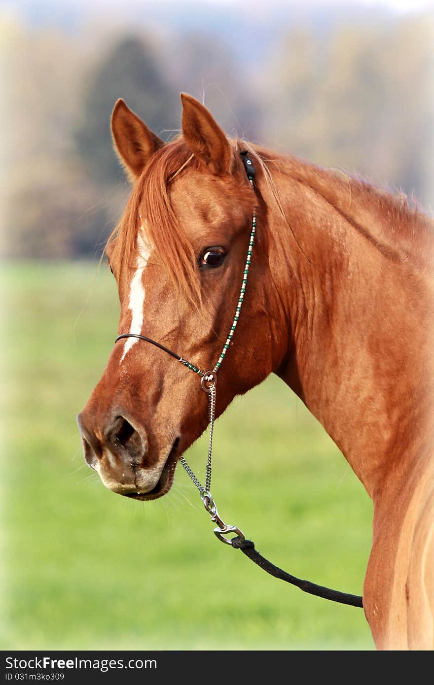 Portrait of an asil arabian thoroughbred. Portrait of an asil arabian thoroughbred