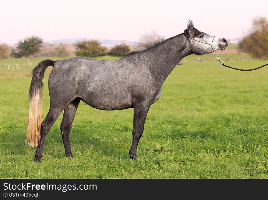 Young Arabian horse in Show-posture