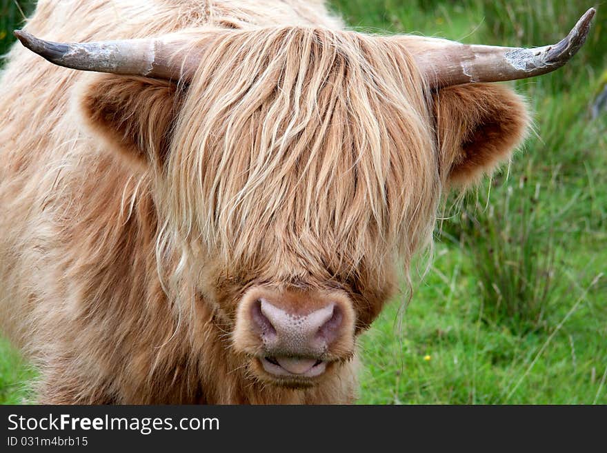 Highlandcattle in the scottish highlands