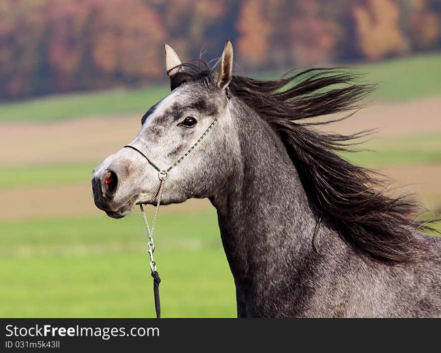 Portrait of a young arabian mare. Portrait of a young arabian mare