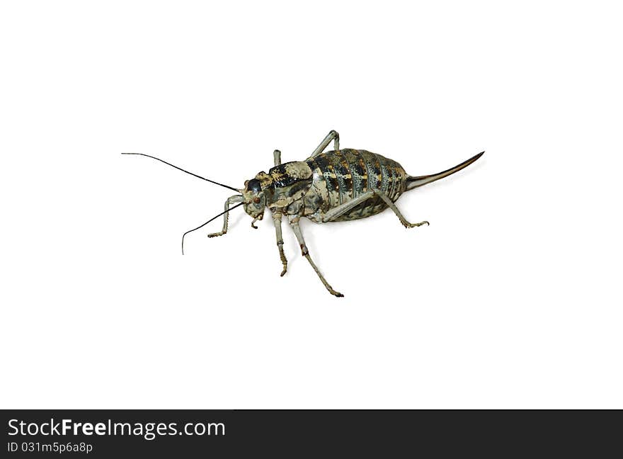 A bushcricket (Deracantha onos) isolated on white