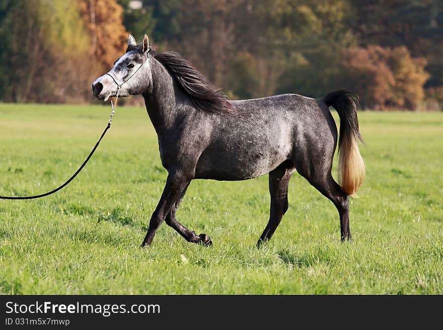 Trotting Arabian beauty at the meadows