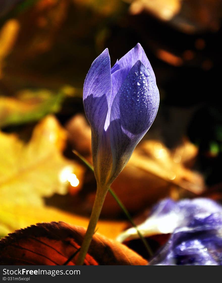 Colchicum autumnale