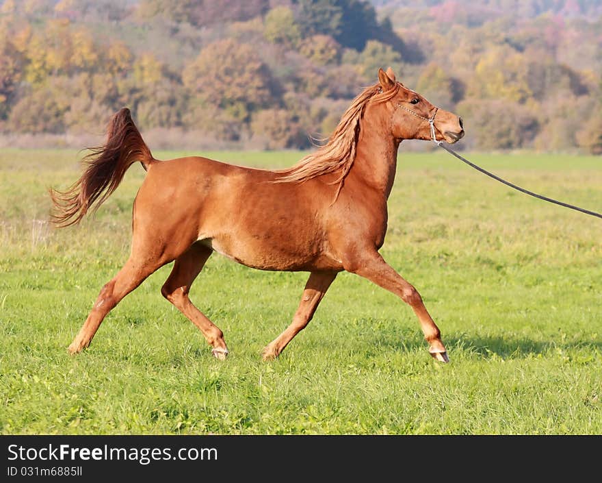 Purebred Asil-Arabian mare in motion. Purebred Asil-Arabian mare in motion