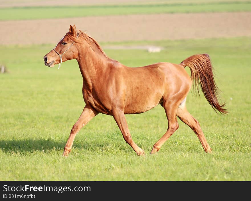 Sorrel coloured mare in the fields. Sorrel coloured mare in the fields