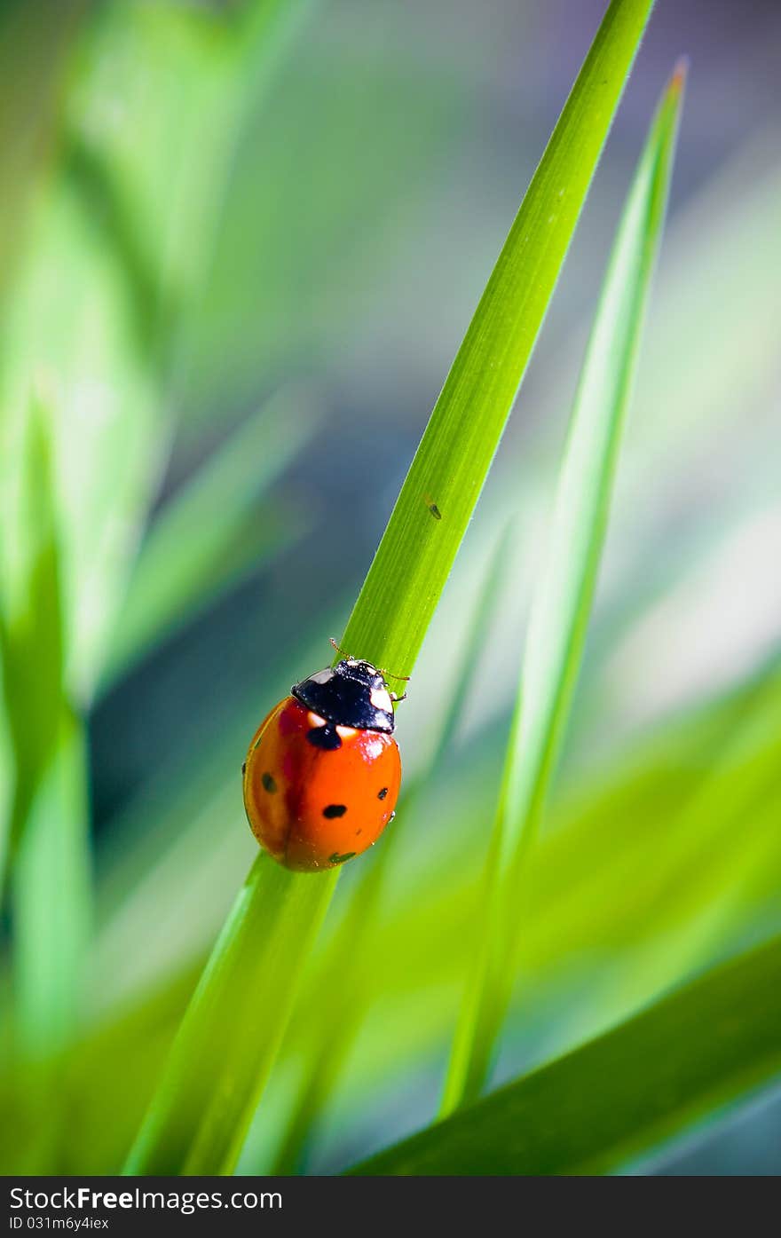 A Ladybug clinging to some grass.