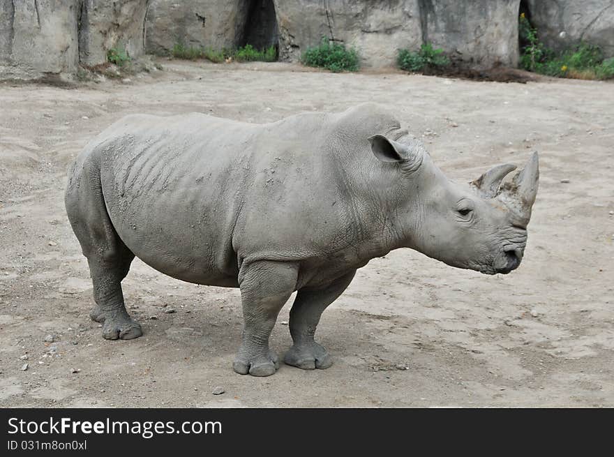 Rhinoceros