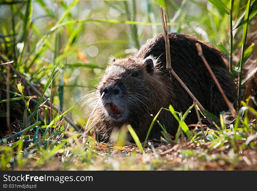 Coypu on grass in the morning at Agamon ahula, israel.