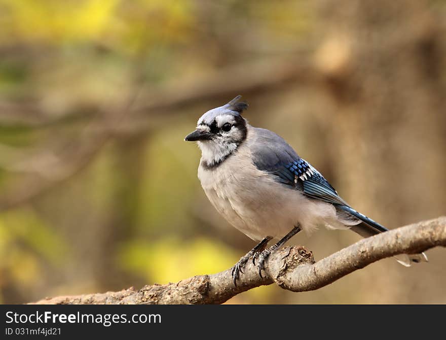 Blue jay, cyanocitta cristata, perched on a tree branch