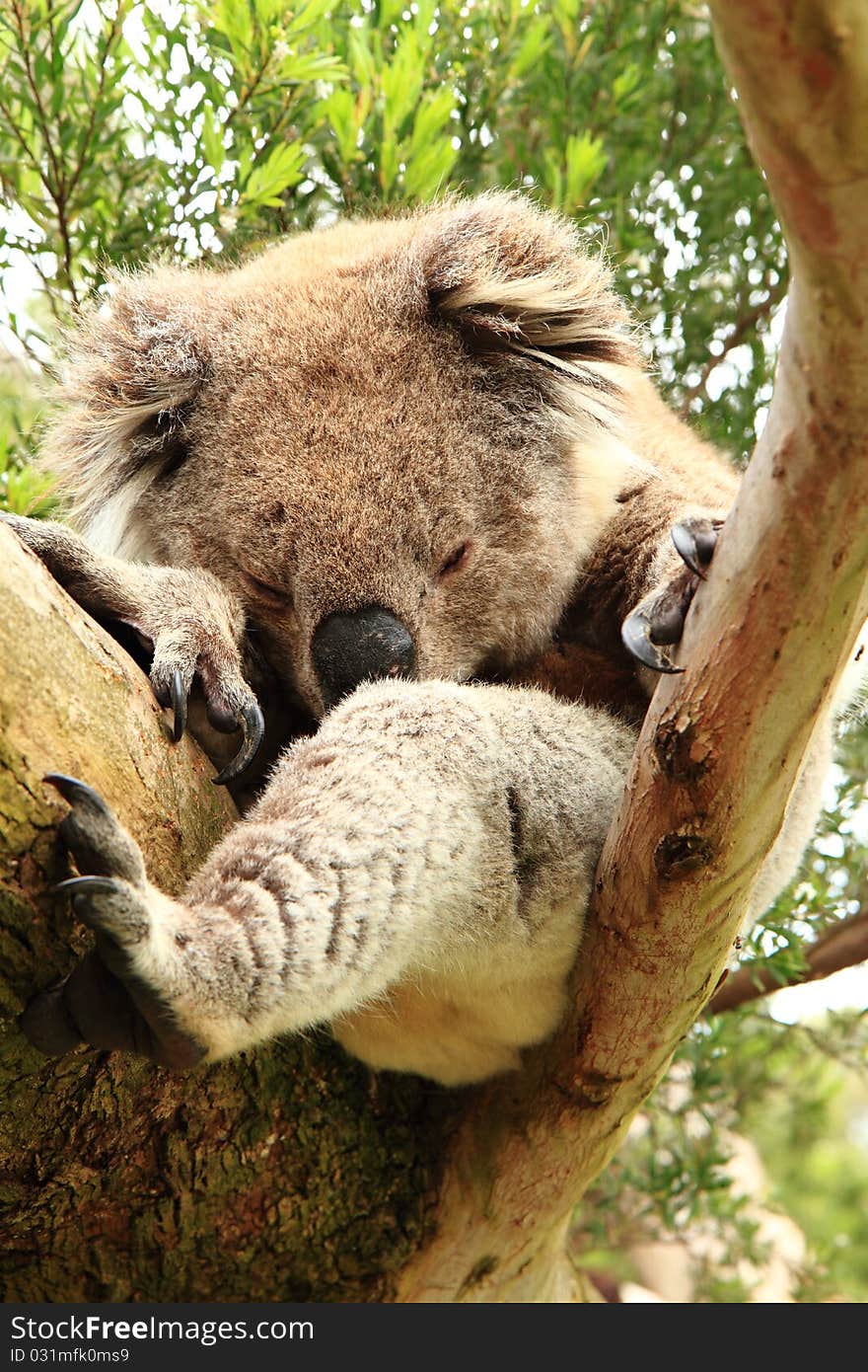 Koala (Phascolarctos cinereus) sleeping on a tree