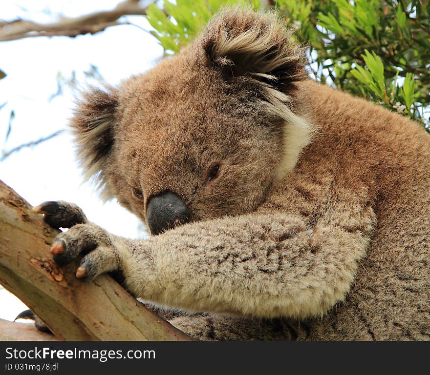 Sidelong glance of a koala (Phascolarctos cinereus) on a tree