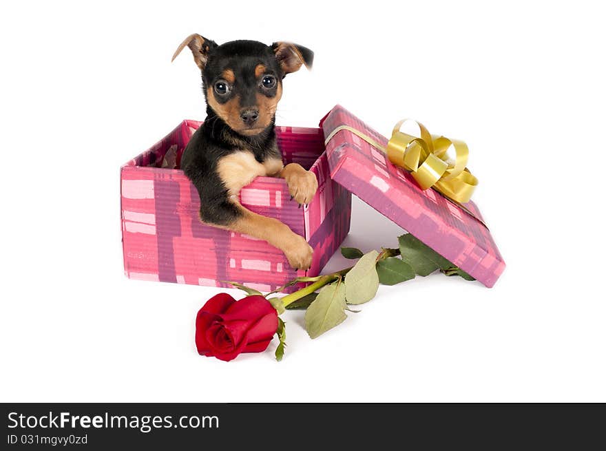 Cute Pincher puppy in a Christmas gift box.