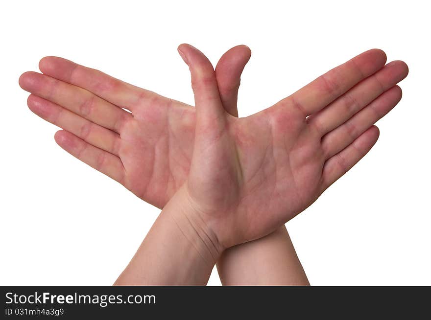 Hands bird macro shot isolated over white background