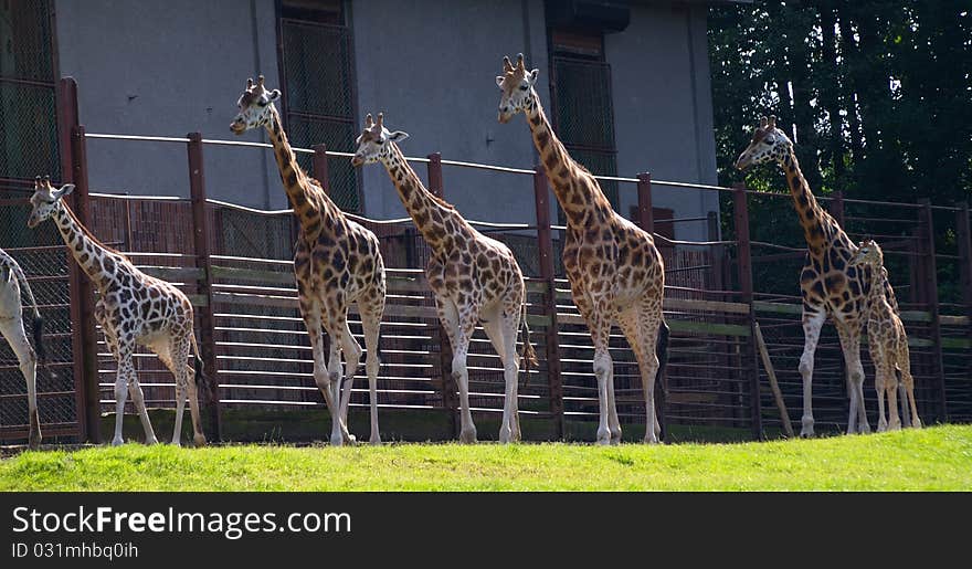 Herd of giraffes in the zoo