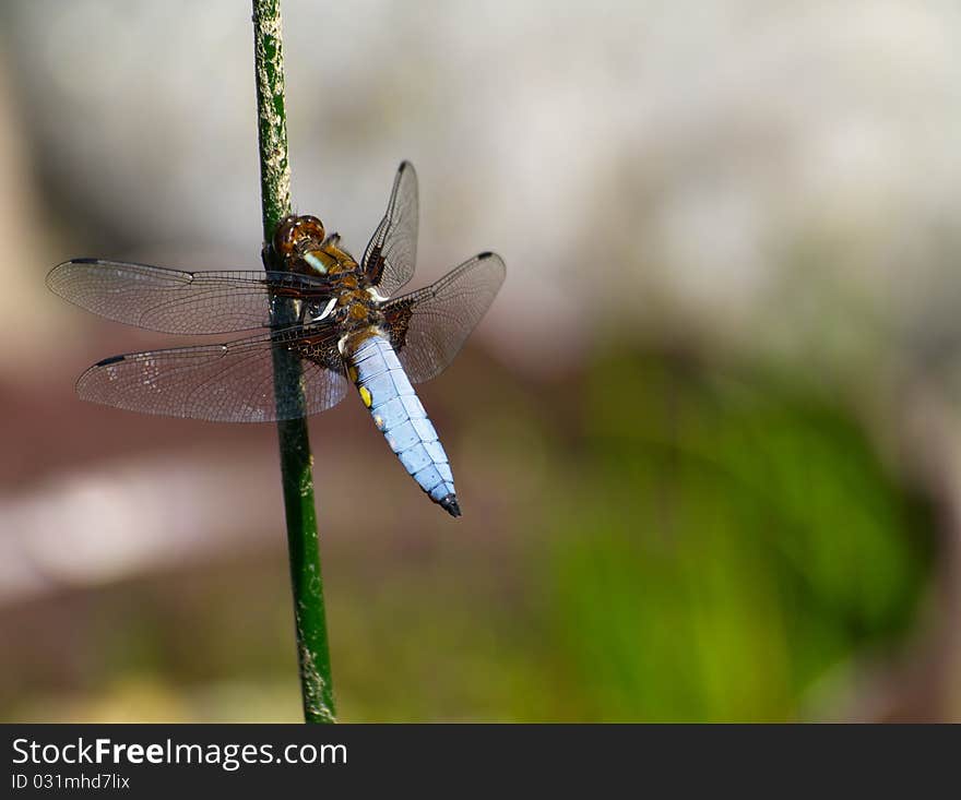 Dragonfly