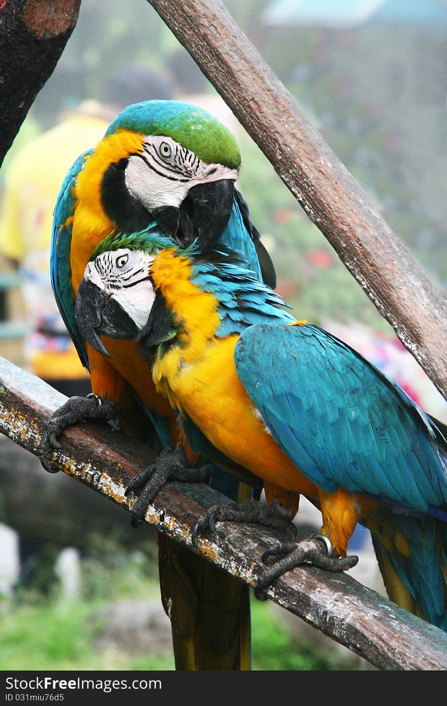 A pair of large parrots sitting on a branch