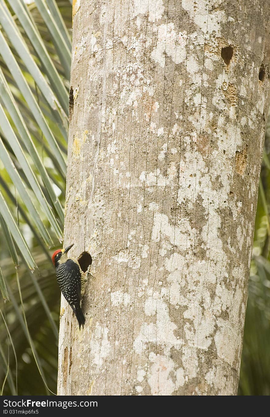 Black-cheeked woodpecker (Melanerpes pucherani) excavating a hole on a large palm. Black-cheeked woodpecker (Melanerpes pucherani) excavating a hole on a large palm