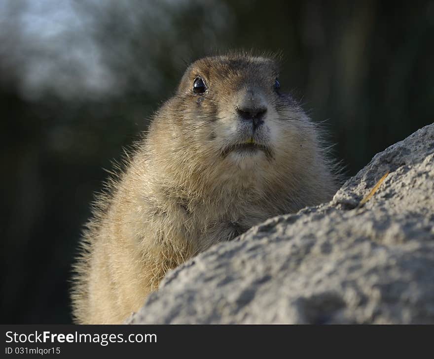 Prairiedog