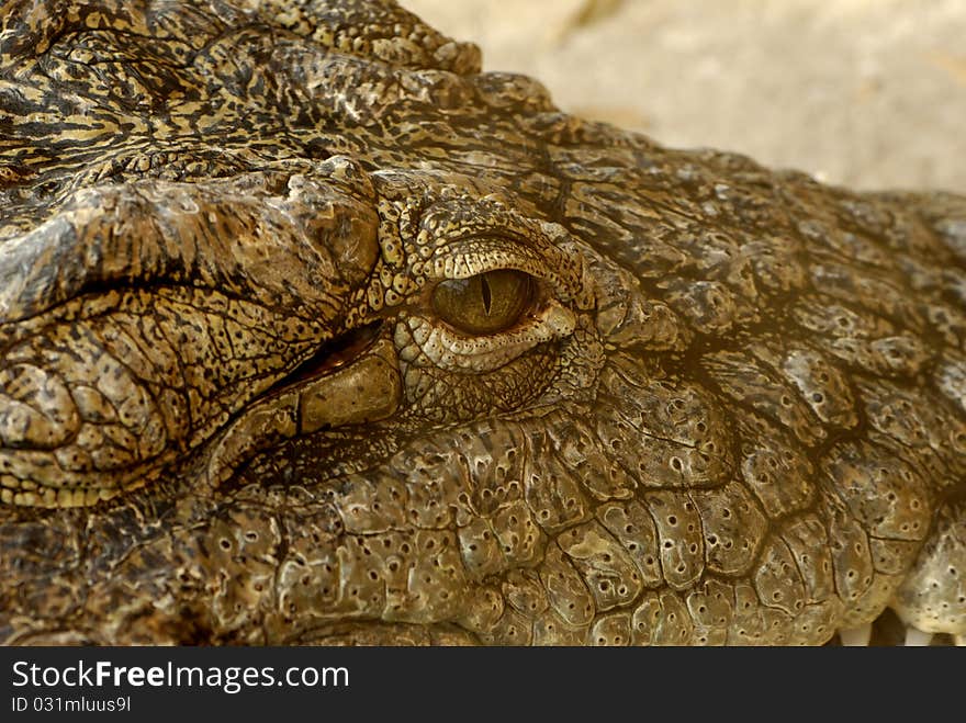 Close up of a crocodile face / eye. Close up of a crocodile face / eye